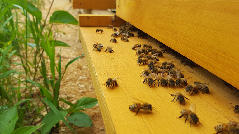 Bees at Hive Entrance