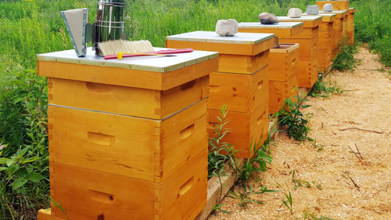 Beehives in row