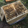 4 Way Queen Mating Nuc - Image 5